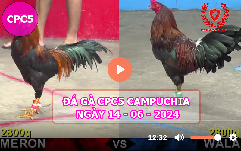 Video đá gà CPC5 ngày 14-06-2024