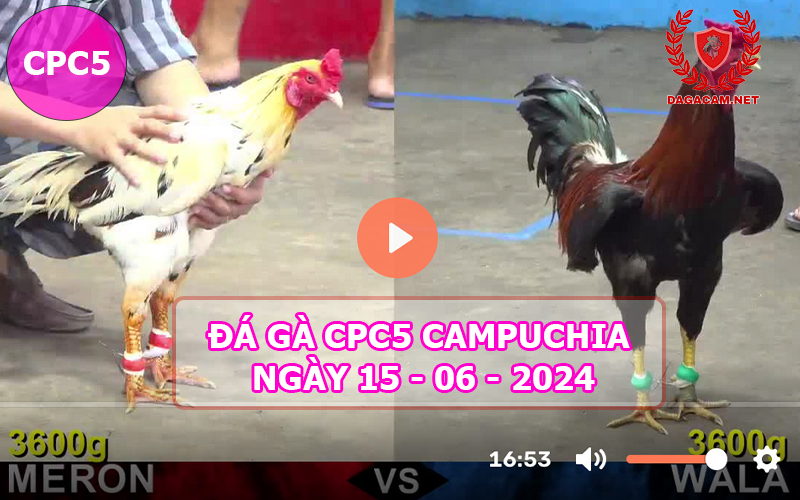 Video đá gà CPC5 ngày 15-06-2024