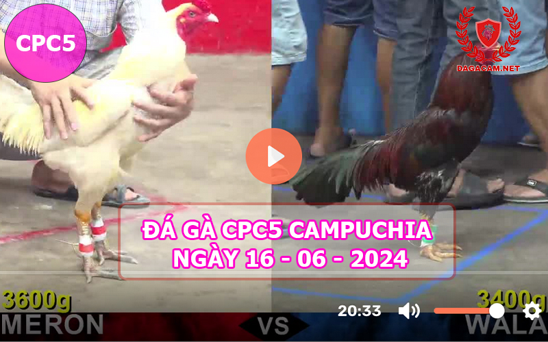 Video đá gà CPC5 ngày 16-06-2024