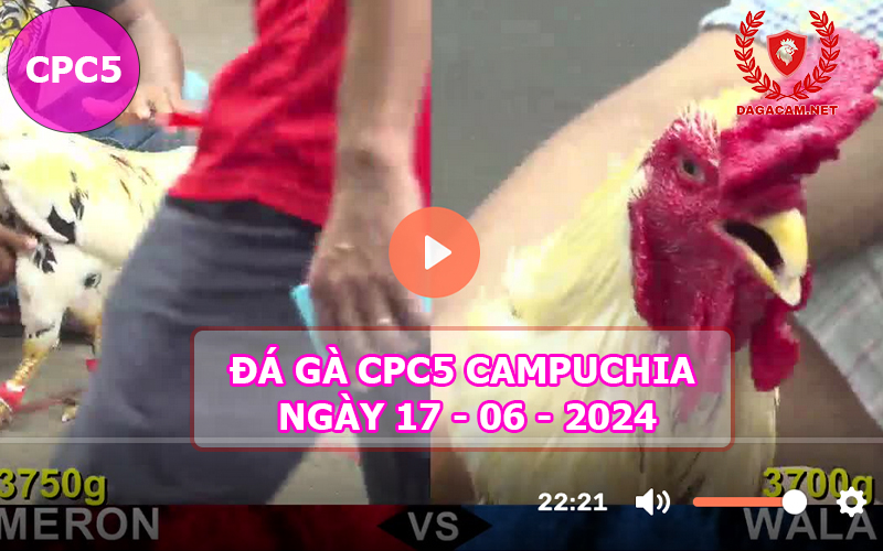 Video đá gà CPC5 ngày 17-06-2024