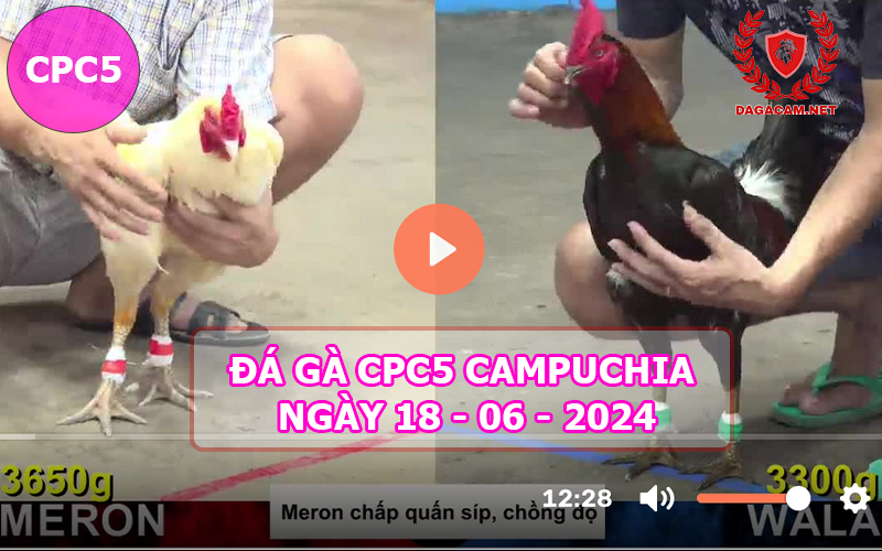 Video đá gà CPC5 ngày 18-06-2024