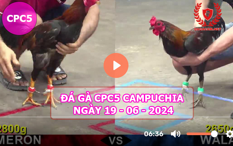 Video đá gà CPC5 ngày 19-06-2024