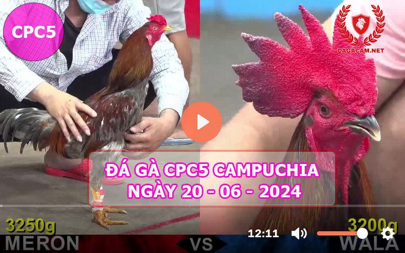 Video đá gà CPC5 ngày 20-06-2024