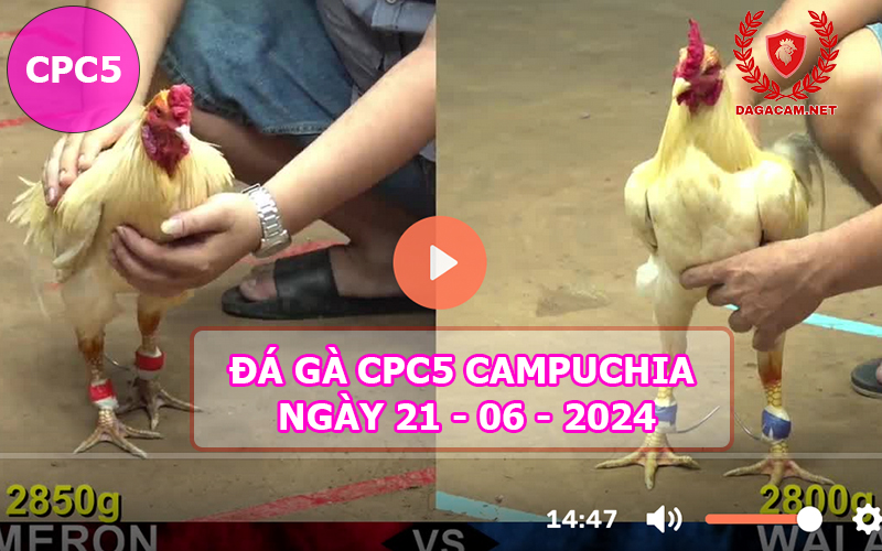 Video đá gà CPC5 ngày 21-06-2024