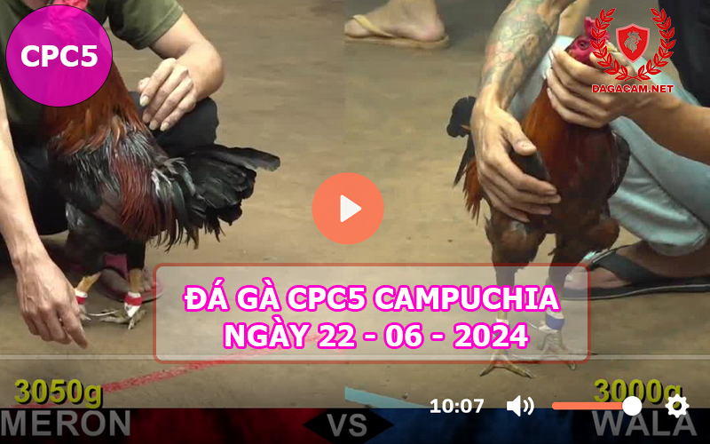 Video đá gà CPC5 ngày 22-06-2024