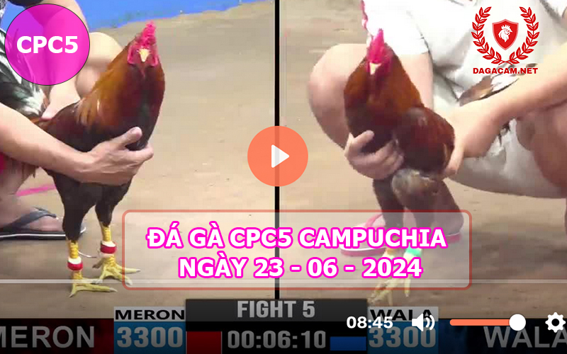 Video đá gà CPC5 ngày 23-06-2024