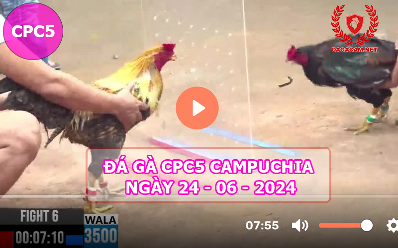 Video đá gà CPC5 ngày 24-06-2024