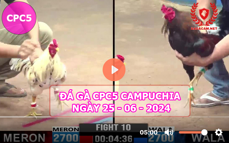 Video đá gà CPC5 ngày 25-06-2024