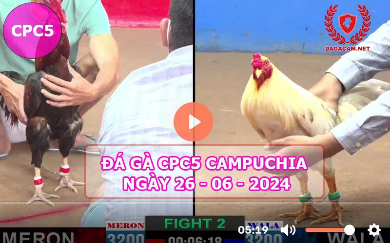 Video đá gà CPC5 ngày 26-06-2024