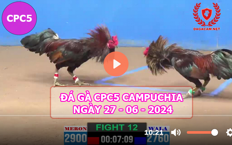 Video đá gà CPC5 ngày 27-06-2024