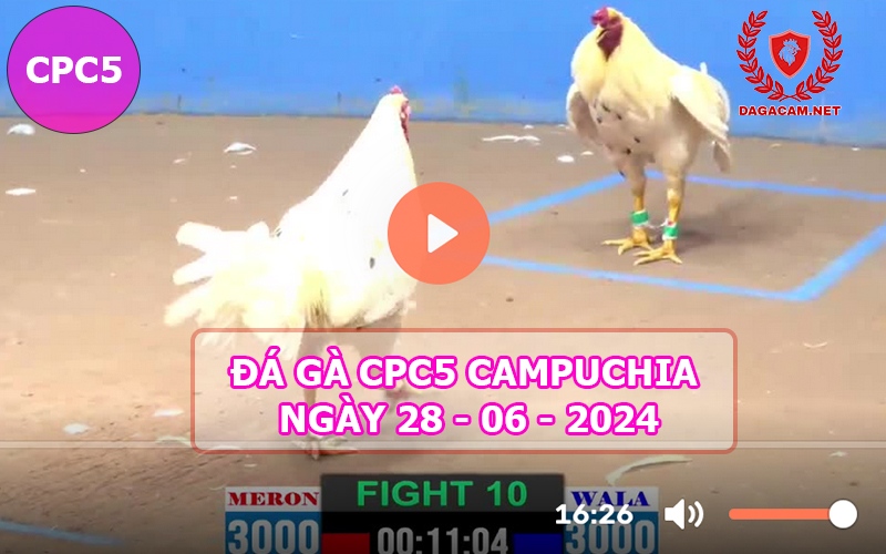 Video đá gà CPC5 ngày 28-06-2024