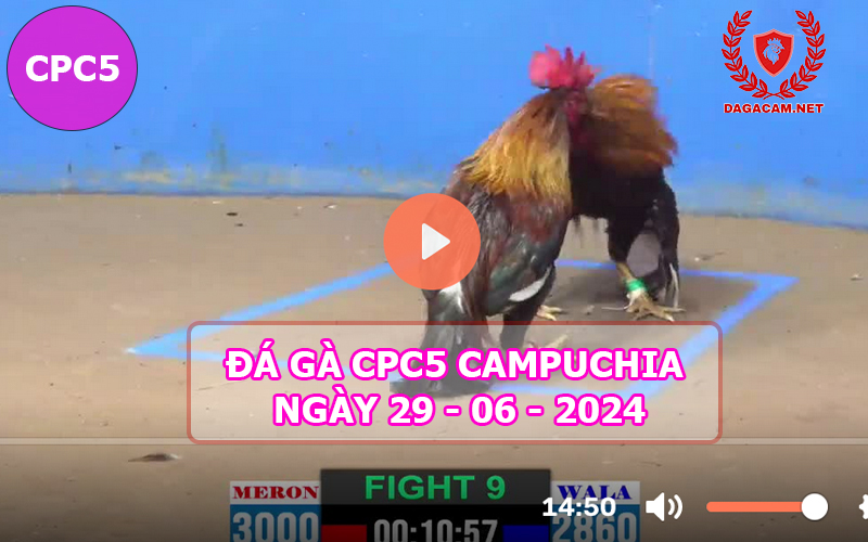 Video đá gà CPC5 ngày 29-06-2024