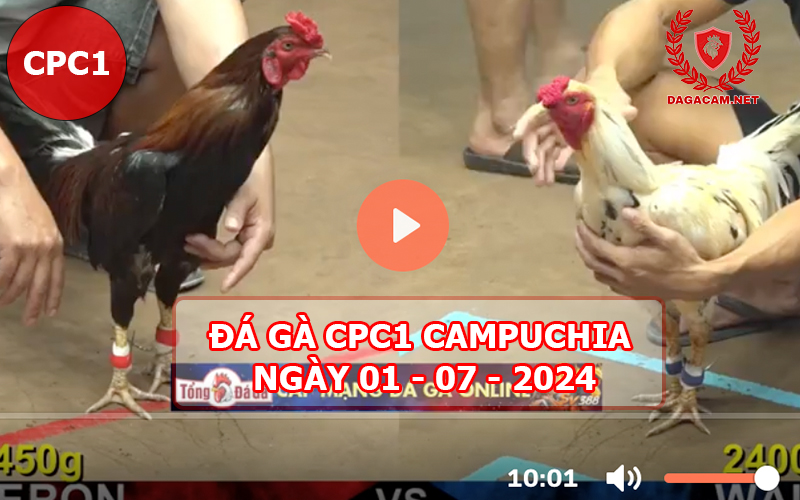 Video đá gà CPC1 ngày 01-07-2024