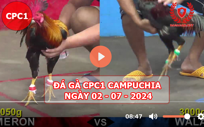 Video đá gà CPC1 ngày 02-07-2024