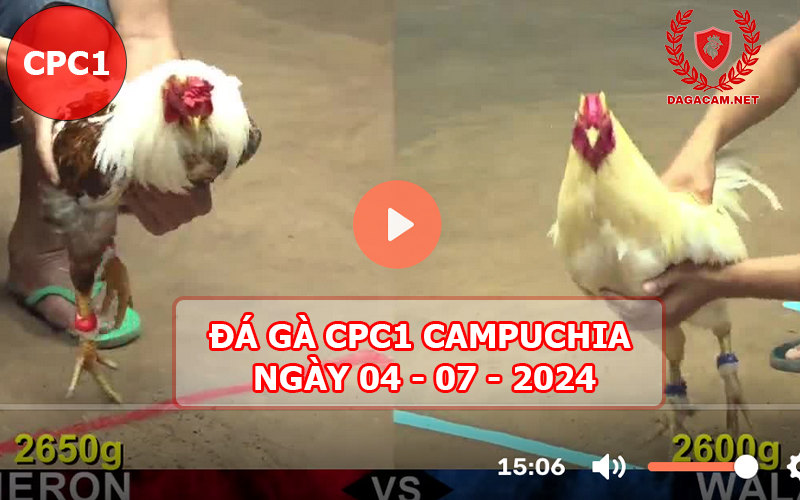 Video đá gà CPC1 ngày 04-07-2024