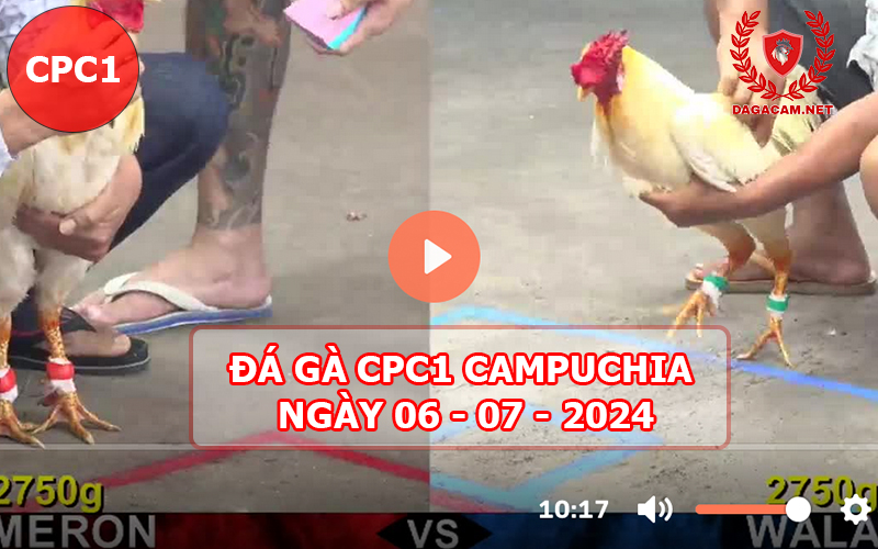 Video đá gà CPC1 ngày 06-07-2024