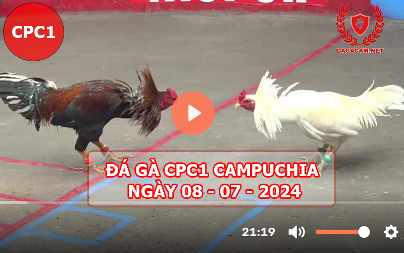 Video đá gà CPC1 ngày 08-07-2024