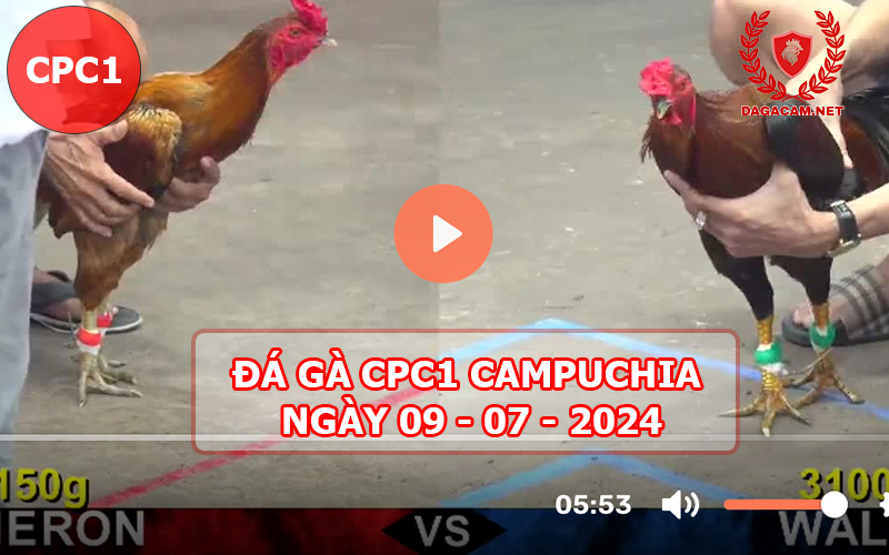 Video đá gà CPC1 ngày 09-07-2024