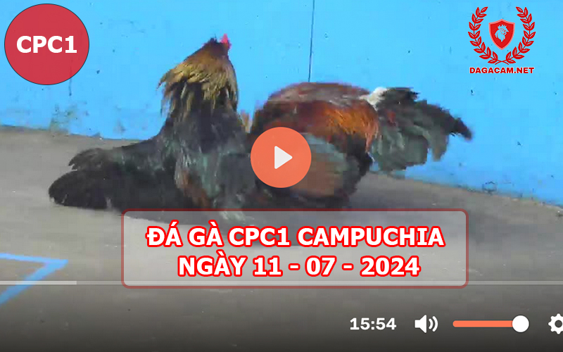 Video đá gà CPC1 ngày 11-07-2024