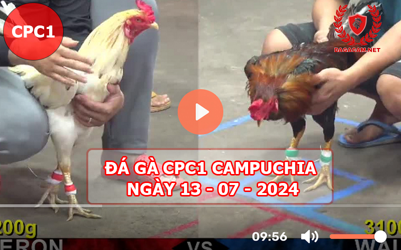 Video đá gà CPC1 ngày 13-07-2024