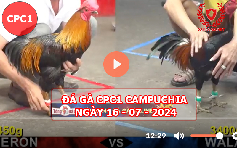 Video đá gà CPC1 ngày 16-07-2024