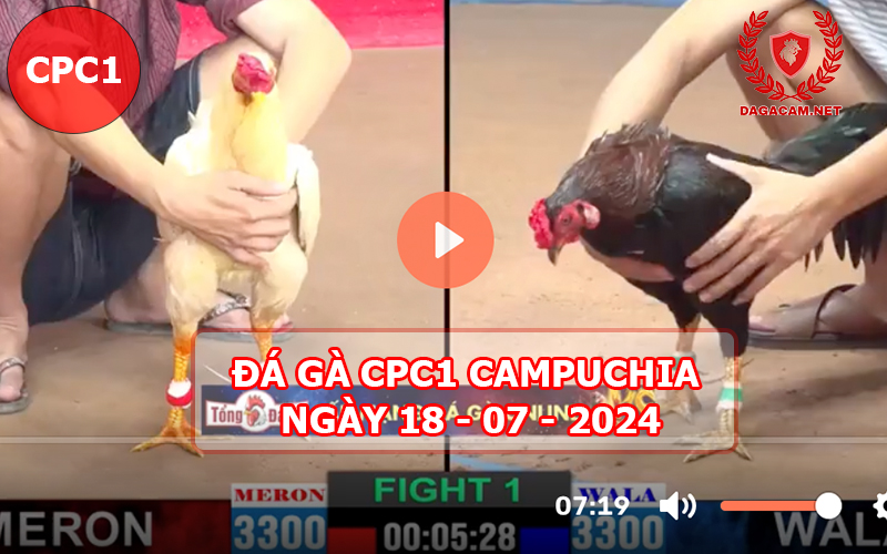 Video đá gà CPC1 ngày 18-07-2024