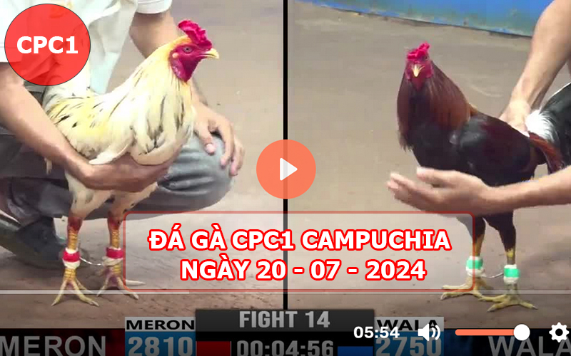 Video đá gà CPC1 ngày 20-07-2024