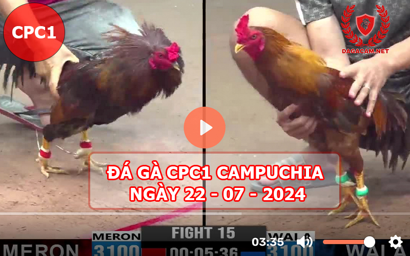 Video đá gà CPC1 ngày 22-07-2024