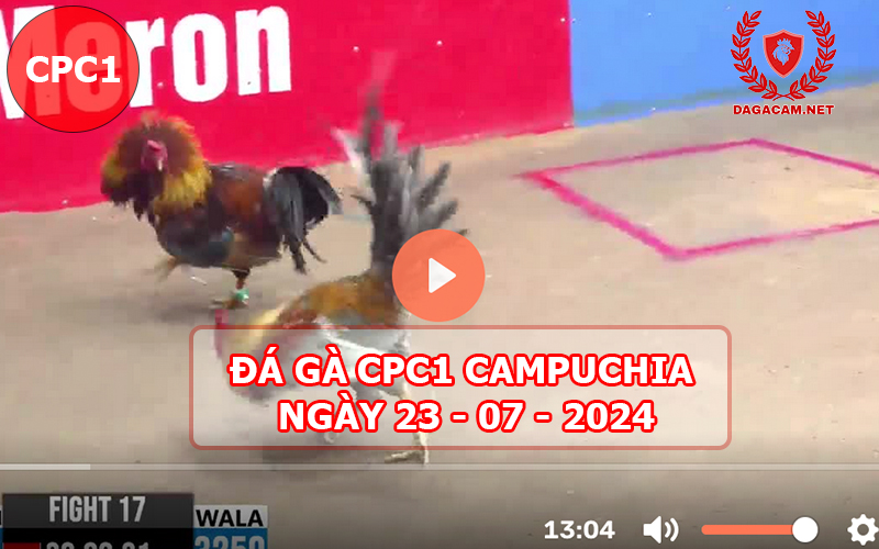 Video đá gà CPC1 ngày 23-07-2024