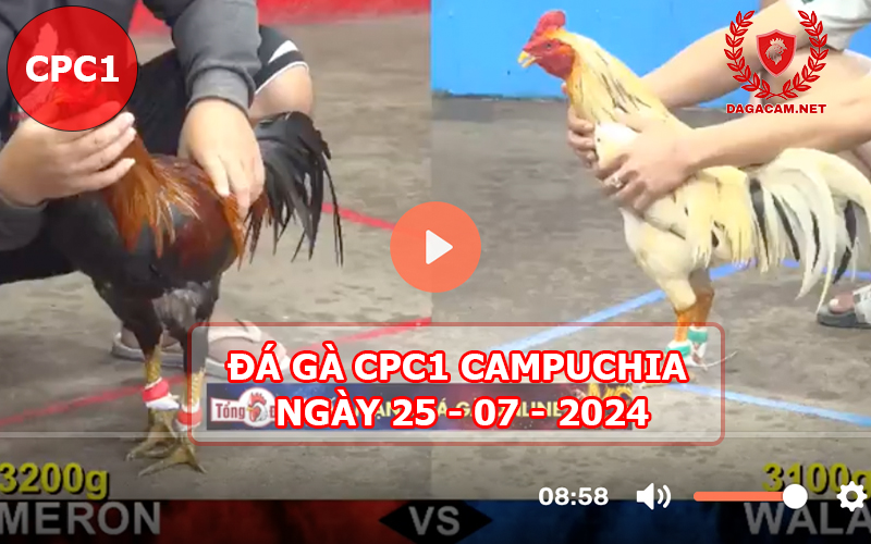 Video đá gà CPC1 ngày 25-07-2024