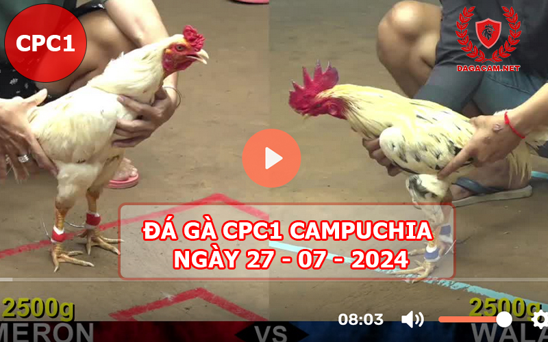 Video đá gà CPC1 ngày 27-07-2024