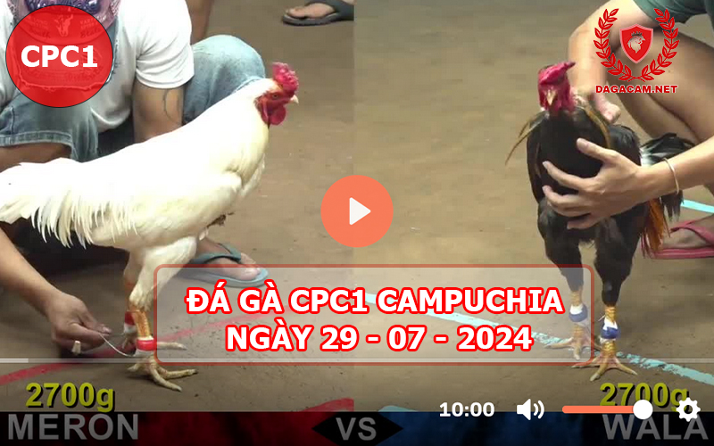 Video đá gà CPC1 ngày 29-07-2024