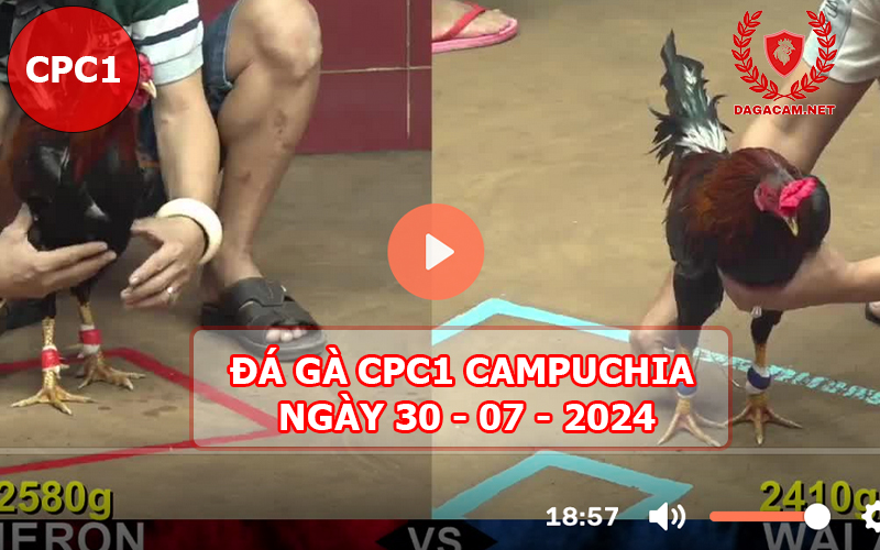 Video đá gà CPC1 ngày 30-07-2024