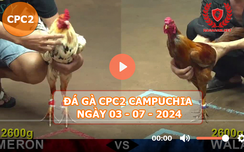 Video đá gà CPC2 ngày 03-07-2024