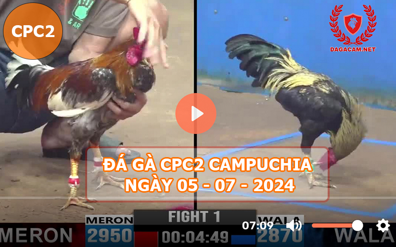 Video đá gà CPC2 ngày 05-07-2024