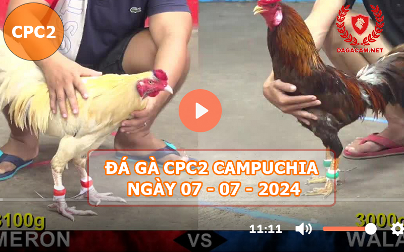 Video đá gà CPC2 ngày 07-07-2024