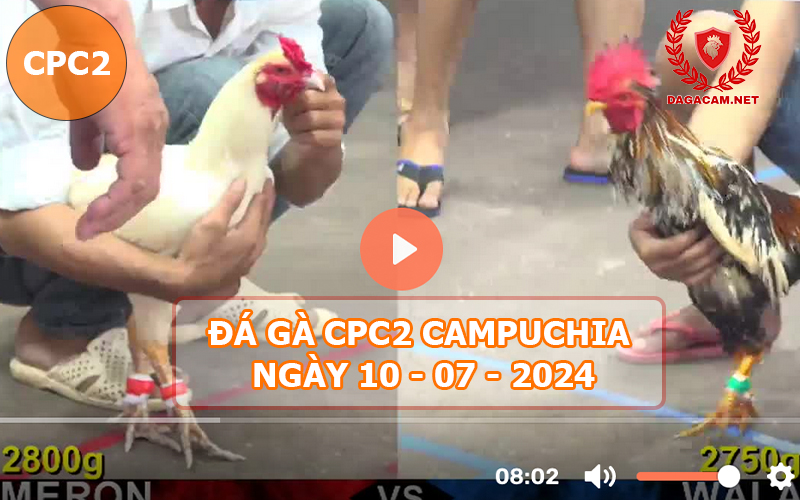 Video đá gà CPC2 ngày 10-07-2024