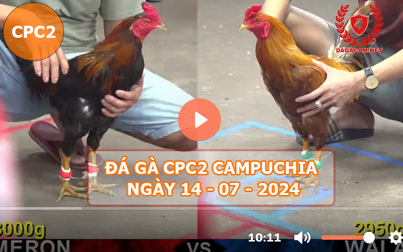 Video đá gà CPC2 ngày 14-07-2024