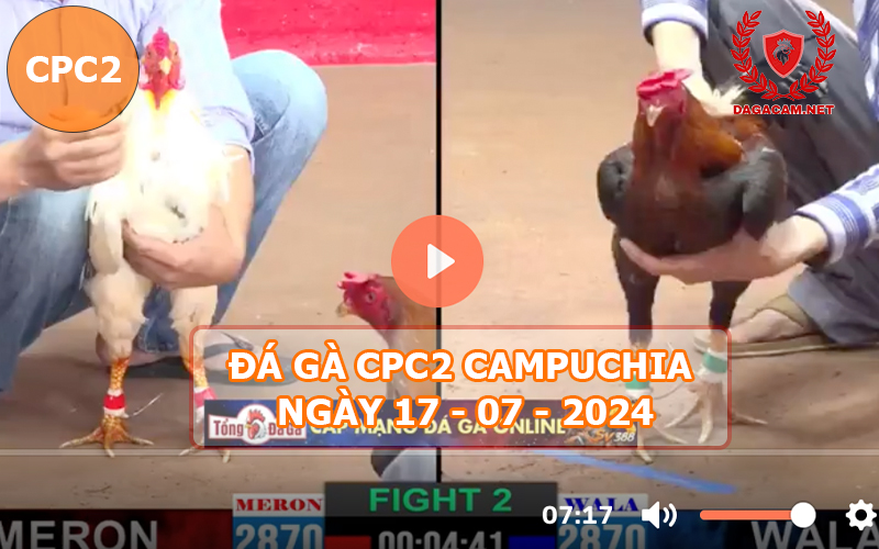 Video đá gà CPC2 ngày 17-07-2024