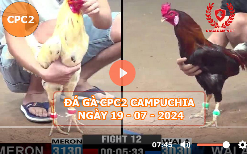 Video đá gà CPC2 ngày 19-07-2024