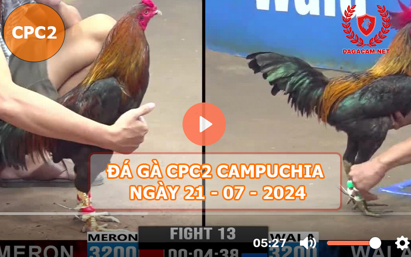 Video đá gà CPC2 ngày 21-07-2024