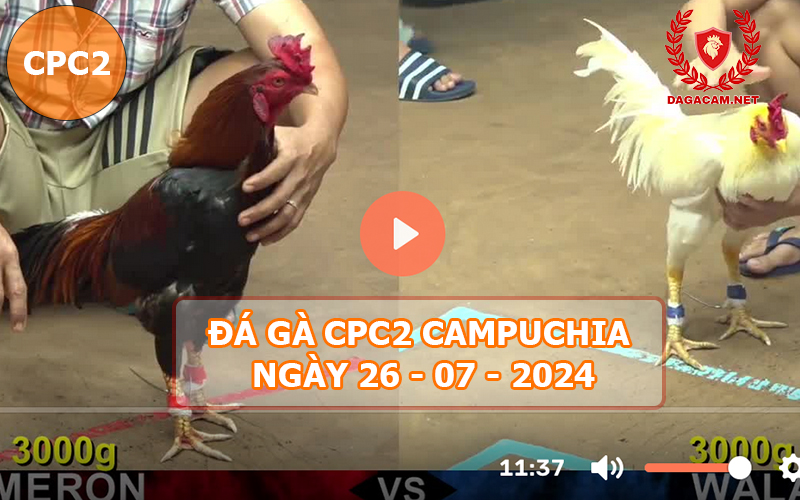 Video đá gà CPC2 ngày 26-07-2024