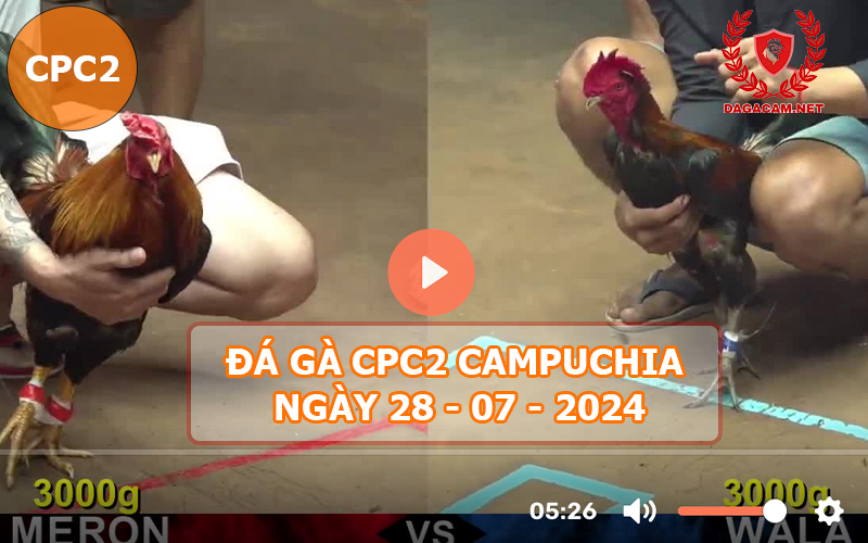 Video đá gà CPC2 ngày 28-07-2024