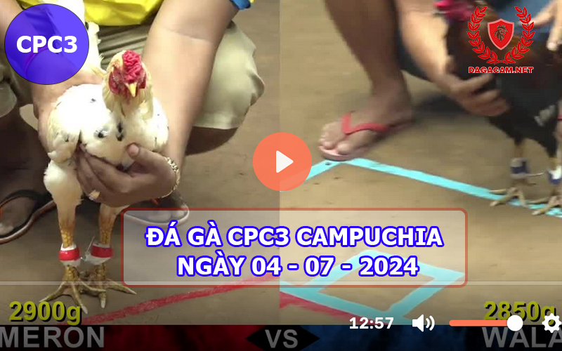 Video đá gà CPC3 ngày 04-07-2024