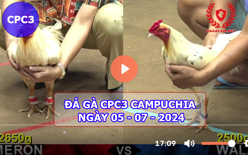 Video đá gà CPC3 ngày 05-07-2024