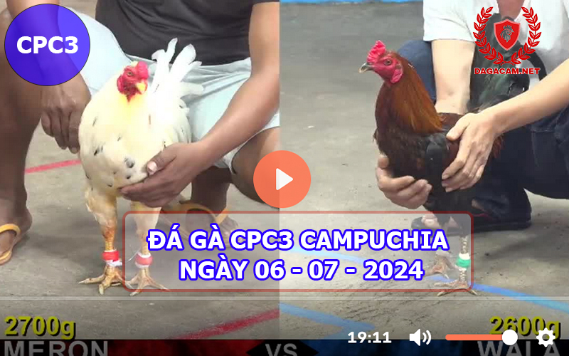 Video đá gà CPC3 ngày 06-07-2024