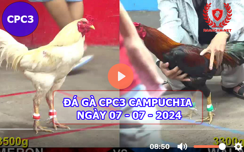 Video đá gà CPC3 ngày 07-07-2024