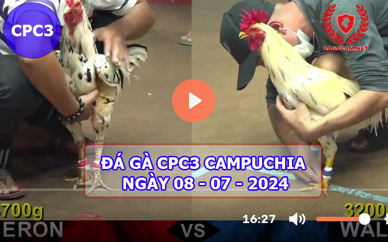 Video đá gà CPC3 ngày 08-07-2024