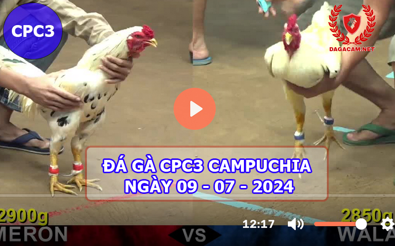 Video đá gà CPC3 ngày 09-07-2024