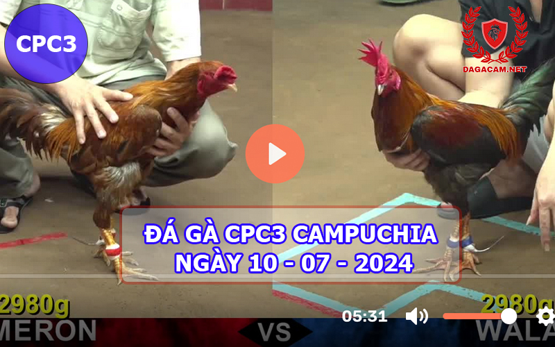 Video đá gà CPC3 ngày 10-07-2024